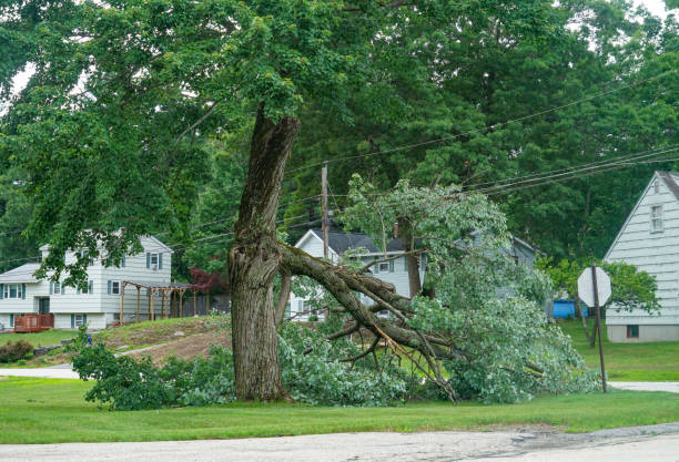 Trusted Haskell, TX  Tree Services Experts