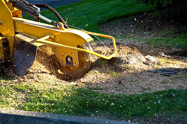 Best Grass Overseeding  in Haskell, TX