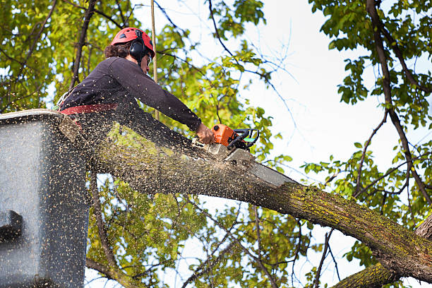 Best Hazardous Tree Removal  in Haskell, TX